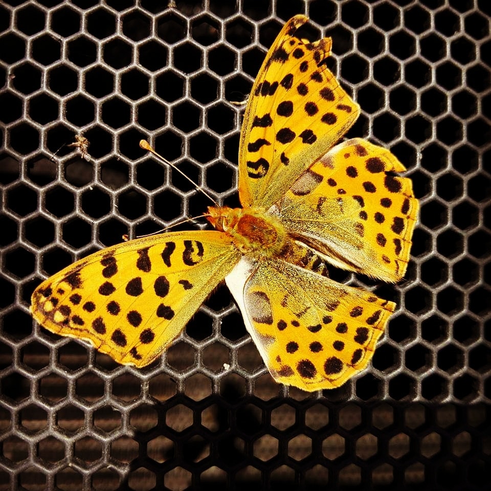 Haiku mariposa de Virginia Romera Escritora
